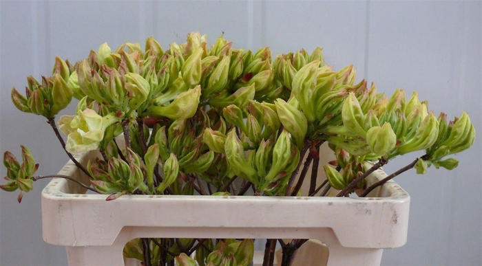 <h4>Rhodo ( Azalea ) Lemon 50cm P Stem</h4>