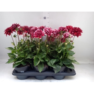 Dahlia DE 'Labella Grande RedWhite'
