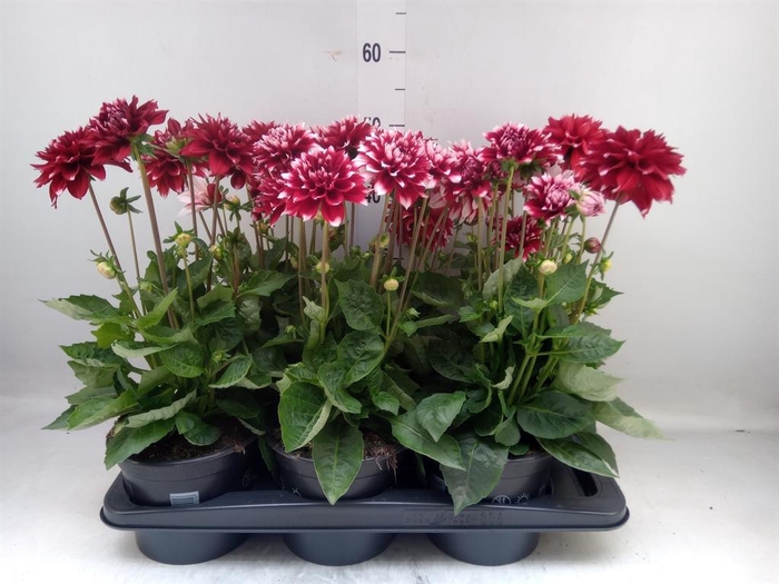 <h4>Dahlia DE 'Labella Grande RedWhite'</h4>