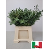 EUC PARVIFOLIA PB