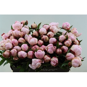 Paeo L Gardenia