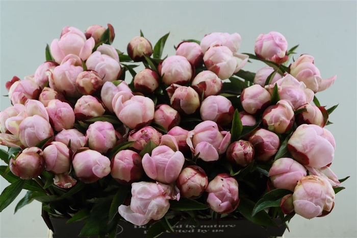 <h4>Paeo L Gardenia</h4>