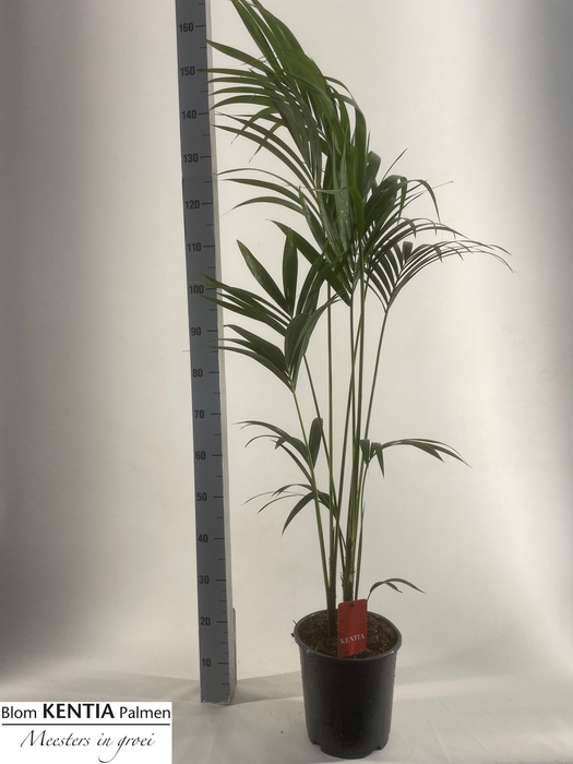 <h4>HOWEA FORSTERIANA</h4>
