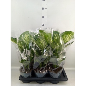 Dieffenbachia seg. 'Reeva'