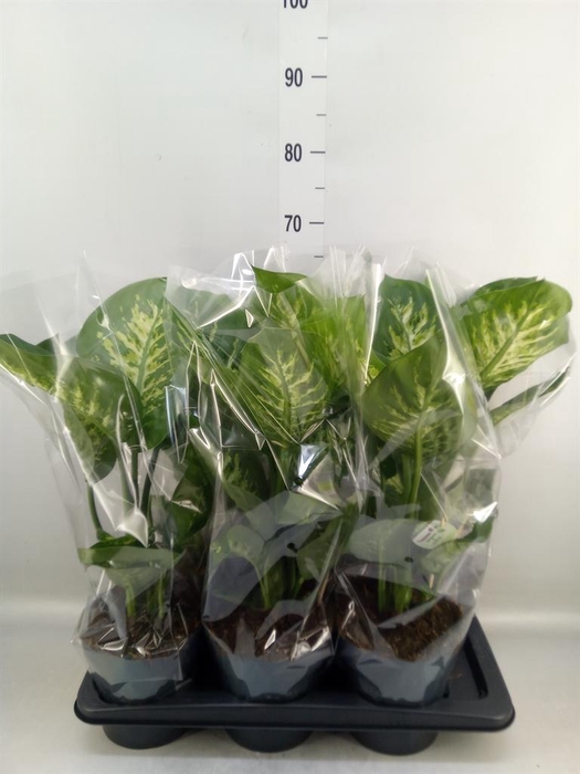 <h4>Dieffenbachia seg. 'Reeva'</h4>