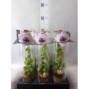 Arr.  Dischidia