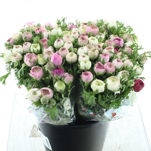 Ran El Sfumato White Pink