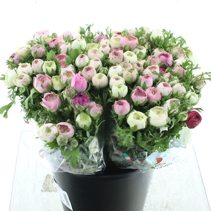 <h4>Ran El Sfumato White Pink</h4>