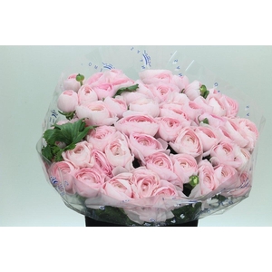 Ranunculus Clooney Lady Super