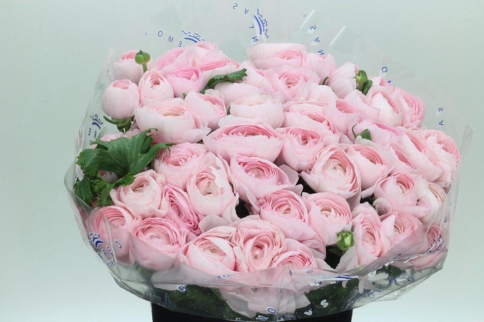 <h4>Ranunculus Clooney Lady Super</h4>