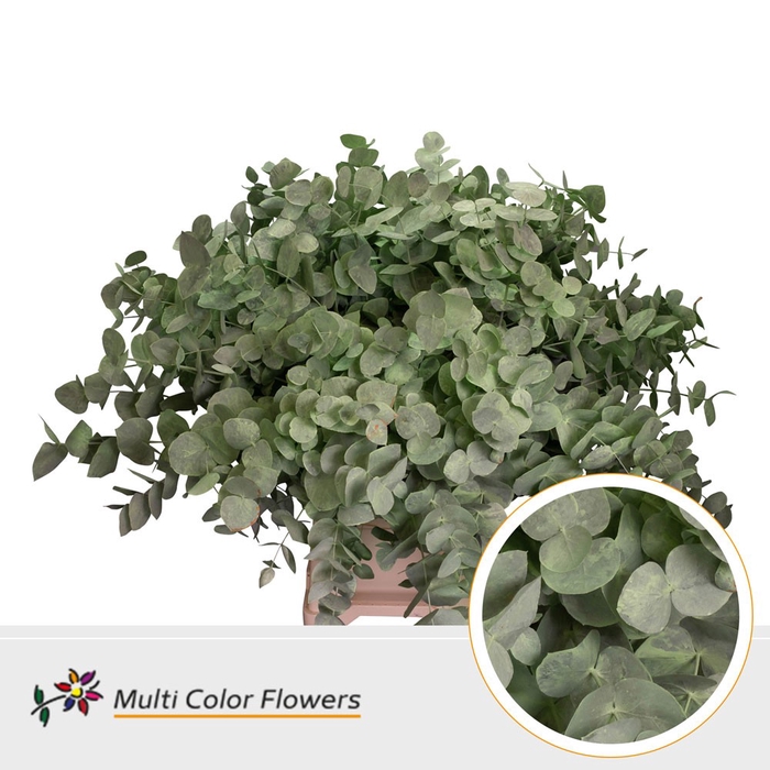 <h4>Eucalyptus cinerea Frost Mint</h4>