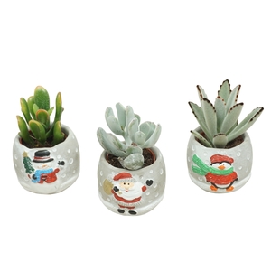 Succulenten mix 5,5 cm in Cement Kerstpotje