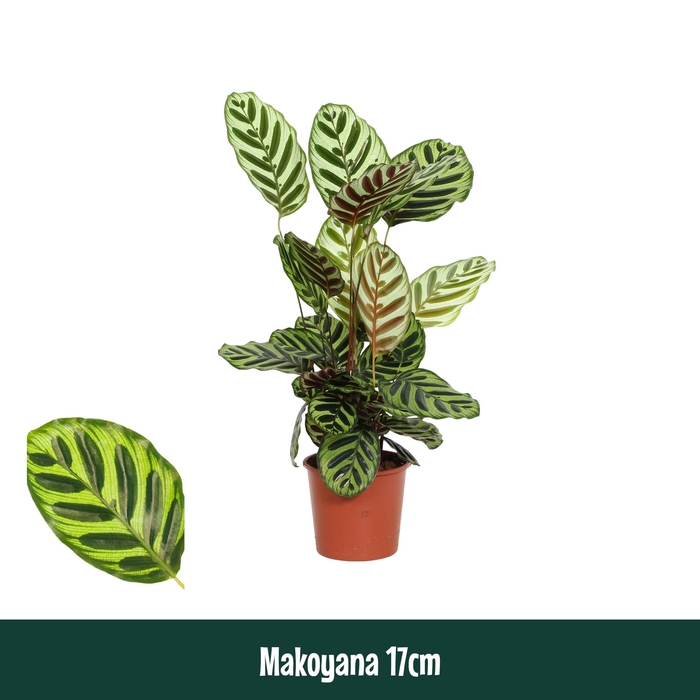 <h4>Calathea 17cm Makoyana - Living</h4>