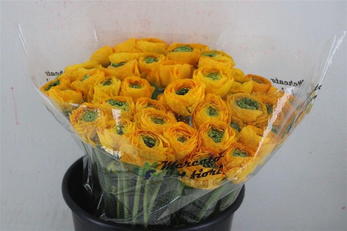 <h4>Ran Cloni Ex Pareo</h4>