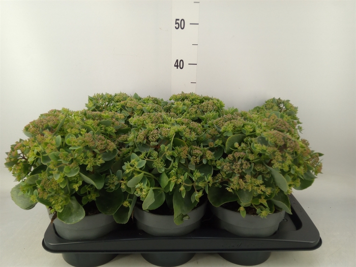 <h4>Sedum   ...</h4>