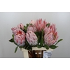Protea Cynaroides
