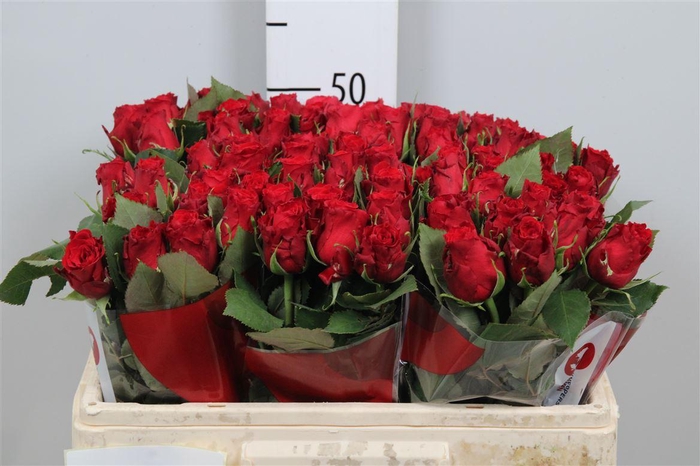 <h4>R Gr Red Torch</h4>