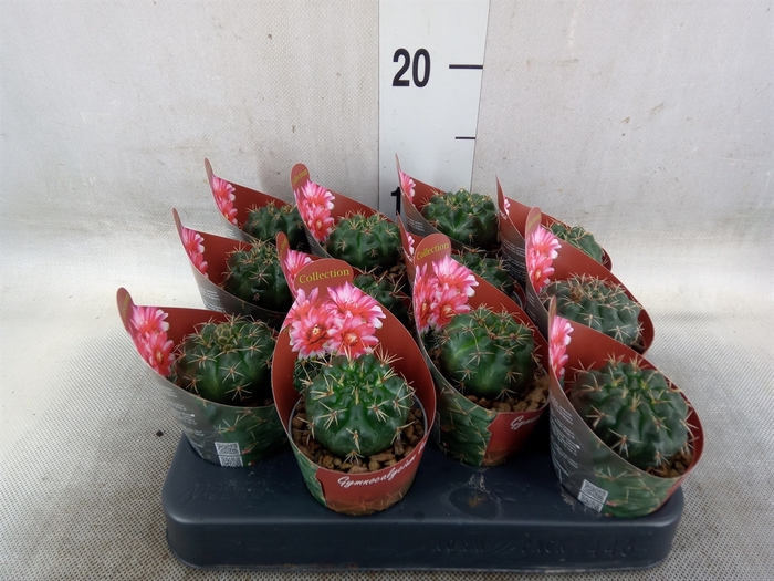 <h4>Cactus   ...</h4>