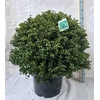 Ilex Cr Convexa