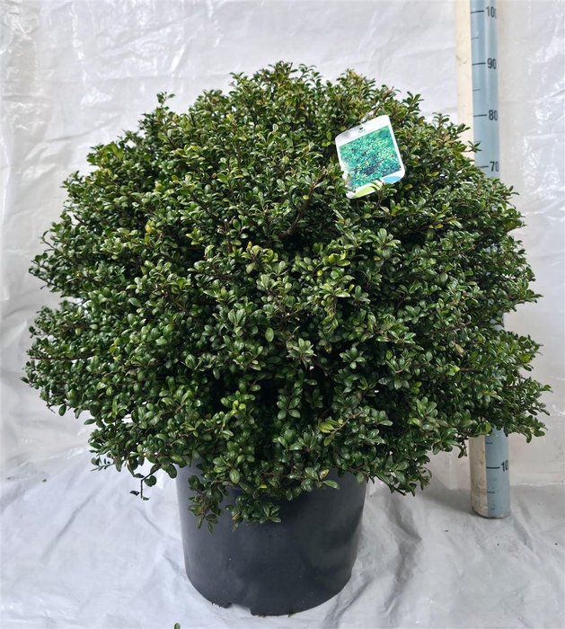 Ilex Cr Convexa