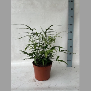 PTERIS ALBOLINEATA