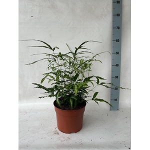 PTERIS ALBOLINEATA