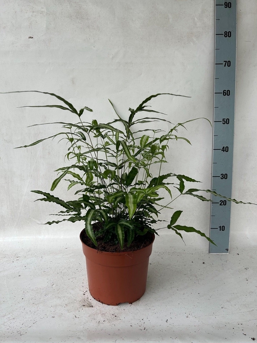 <h4>PTERIS ALBOLINEATA</h4>