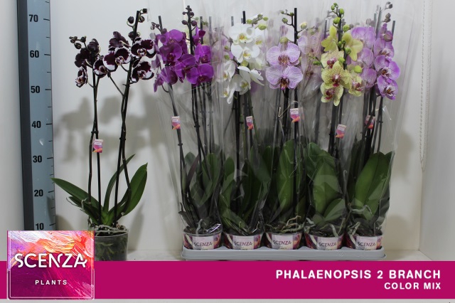 <h4>PHAL GEM 8 KL</h4>