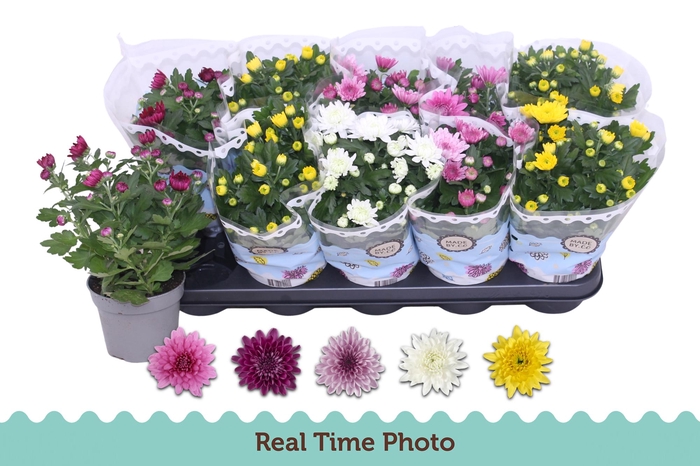 <h4>CHRYS GEVULDBL GEM</h4>