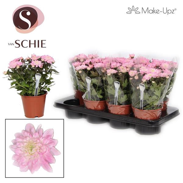 <h4>Chrysanne Make-Upz Pink</h4>