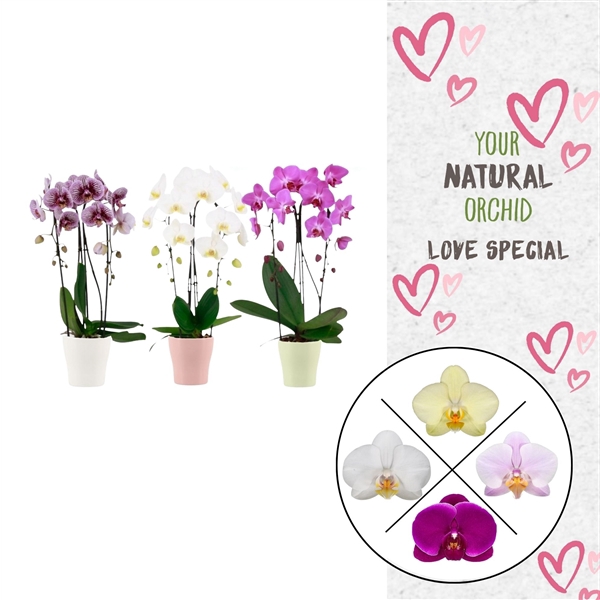 <h4>Phal. 2 spike Cascade Love Mix in keramiek</h4>