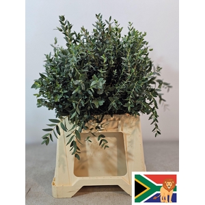 Euca Parvifolia 150gr Z.a.