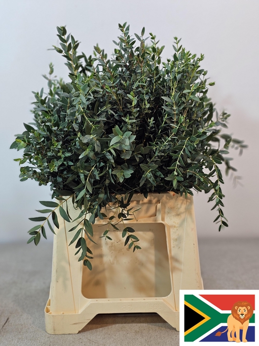 <h4>Euca Parvifolia 150gr Z.a</h4>