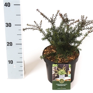 Podocarpus x 'Chocolate Box'