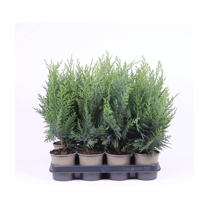 <h4>Chamaecyparis lawsoniana 'Columnaris'</h4>