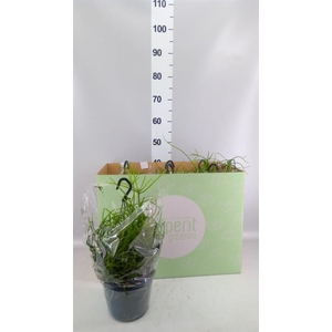 Rhipsalis   ...mix