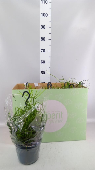 <h4>Rhipsalis   ...mix</h4>