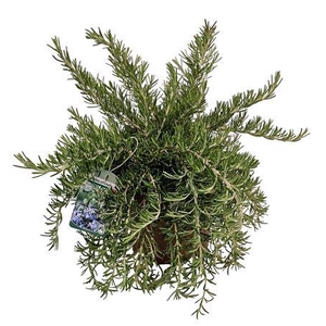 Rosmarinus Prostratus Bush - 1154