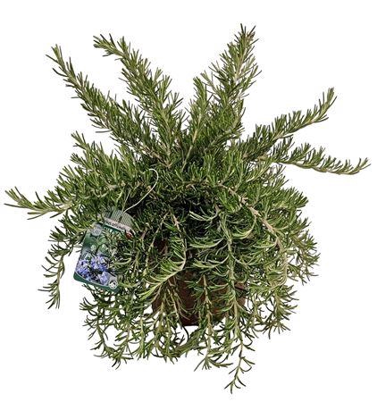 <h4>Rosmarinus Prostratus Bush - 1154</h4>