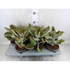Kalanchoe NF beharensis