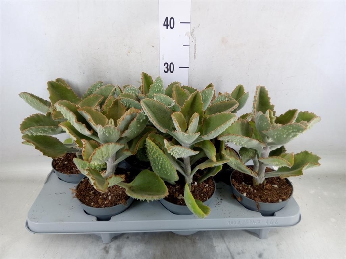 <h4>Kalanchoe NF beharensis</h4>