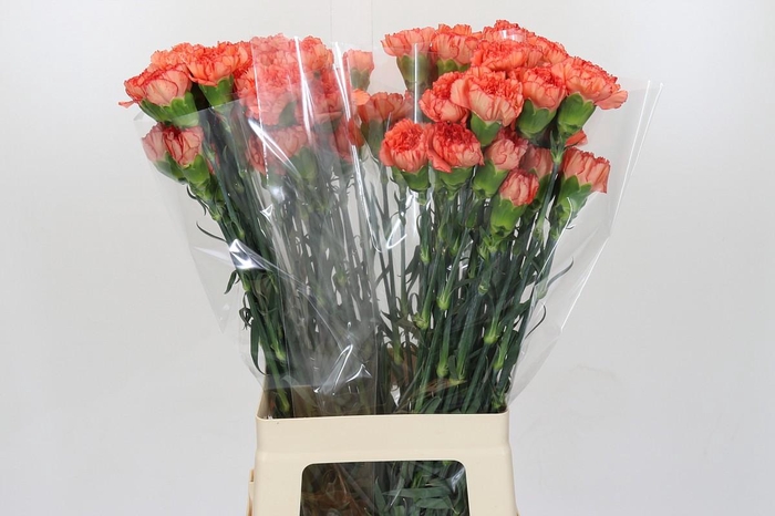 Dianthus St Kalimero