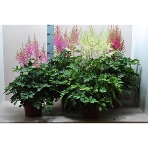 Astilbe mix