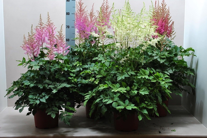<h4>Astilbe mix</h4>