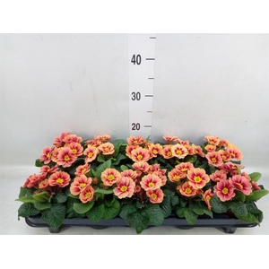 Primula ac. 'Cottage'