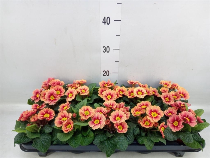<h4>Primula ac. 'Cottage'</h4>