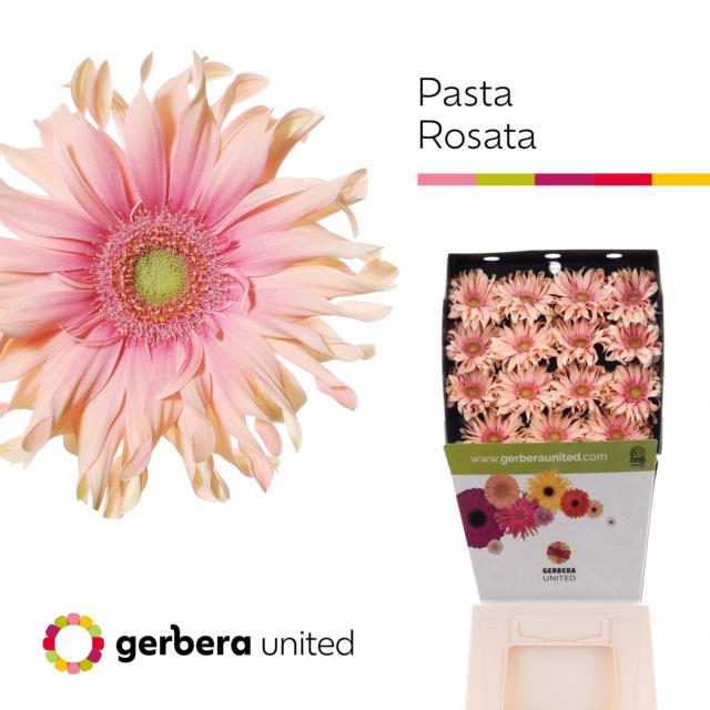 <h4>Gerbera diamond pasta rosata</h4>