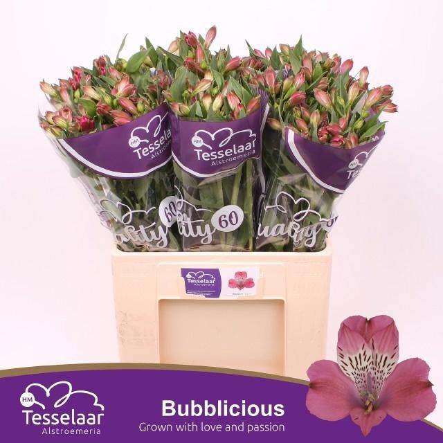 <h4>Alstr Bubblicious</h4>