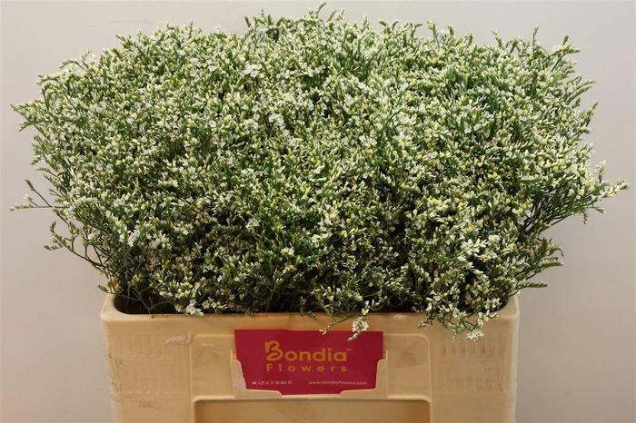 <h4>LIM SIN CHINA WHITE</h4>