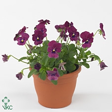 Viool corr wit rose vlag p9